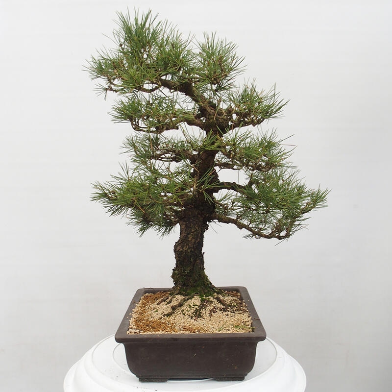 Outdoor bonsai - Pinus thunbergii - Thunberg pine