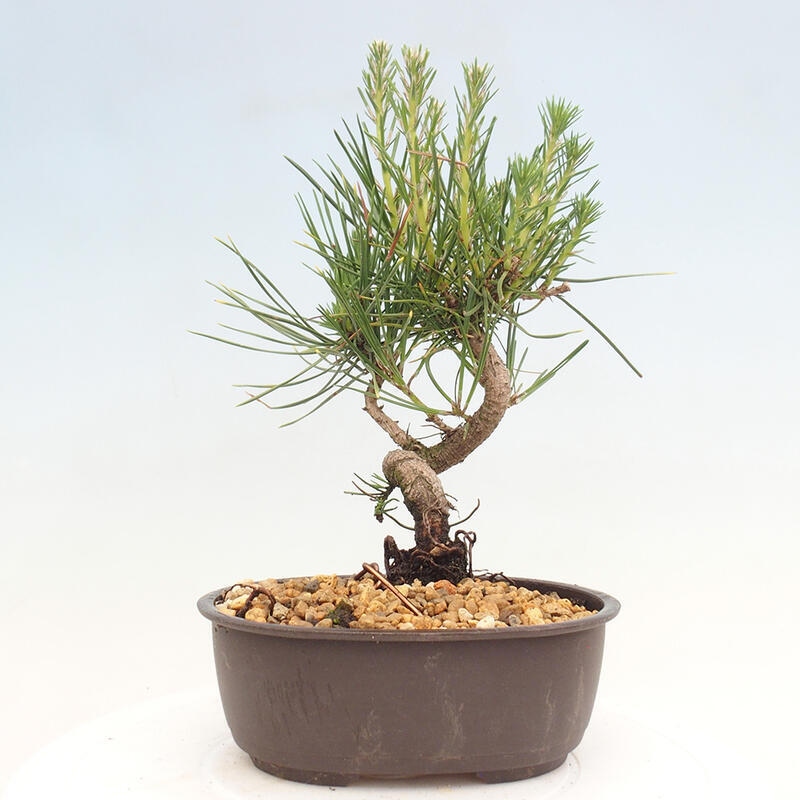 Outdoor bonsai - Pinus thunbergii - Thunbergia pine