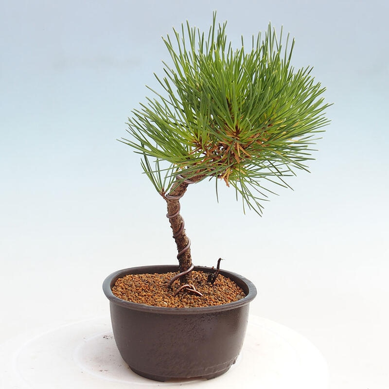 Outdoor bonsai - Pinus thunbergii - Thunbergia pine