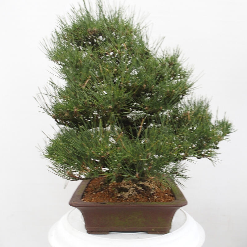 Outdoor bonsai - Pinus thunbergii - Thunberg pine