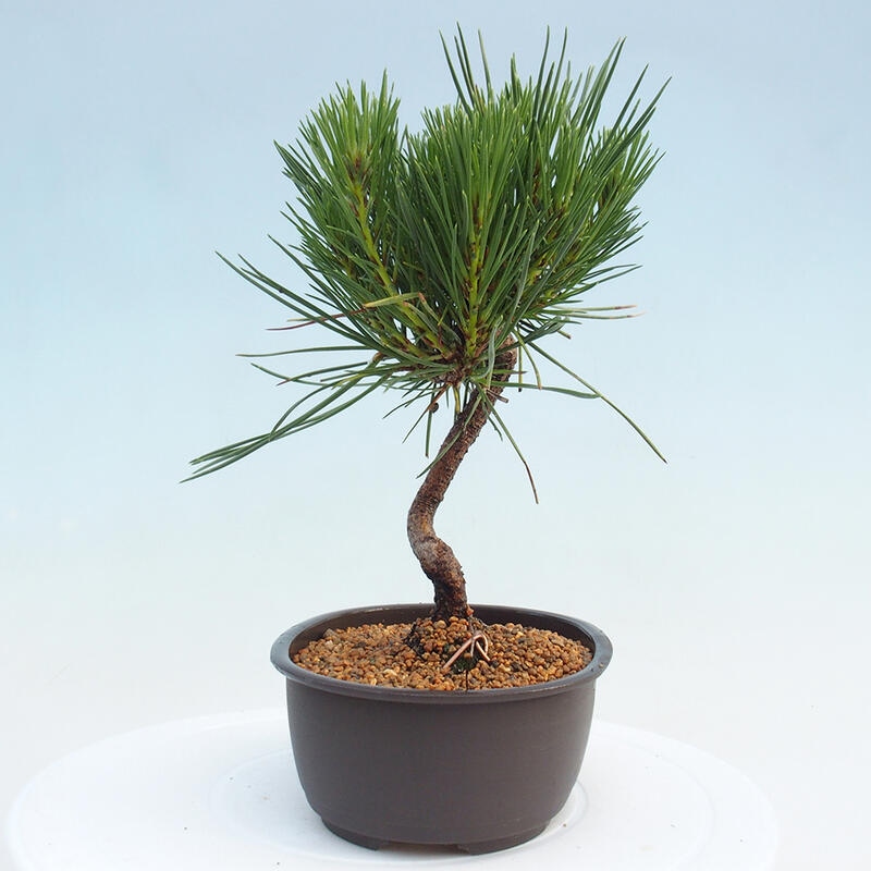 Outdoor bonsai - Pinus thunbergii - Thunbergia pine