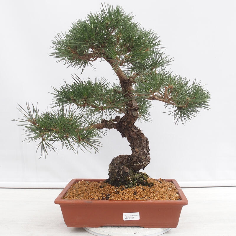 Outdoor bonsai - Pinus thunbergii - Thunberg pine