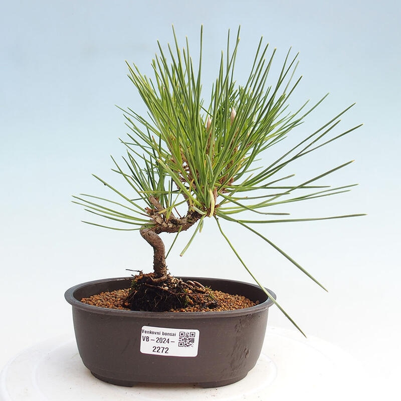 Outdoor bonsai - Pinus thunbergii - Thunbergia pine