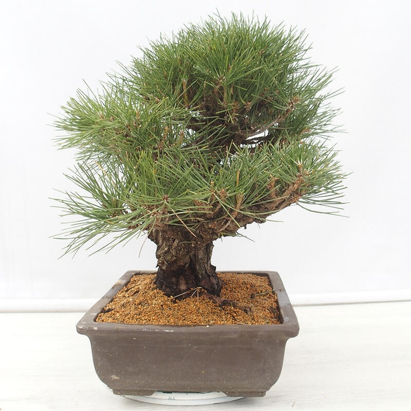 Outdoor bonsai - Pinus thunbergii - Thunberg pine