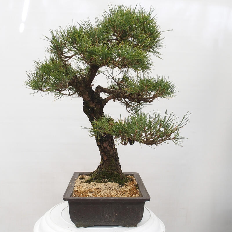 Outdoor bonsai - Pinus thunbergii - Thunberg pine