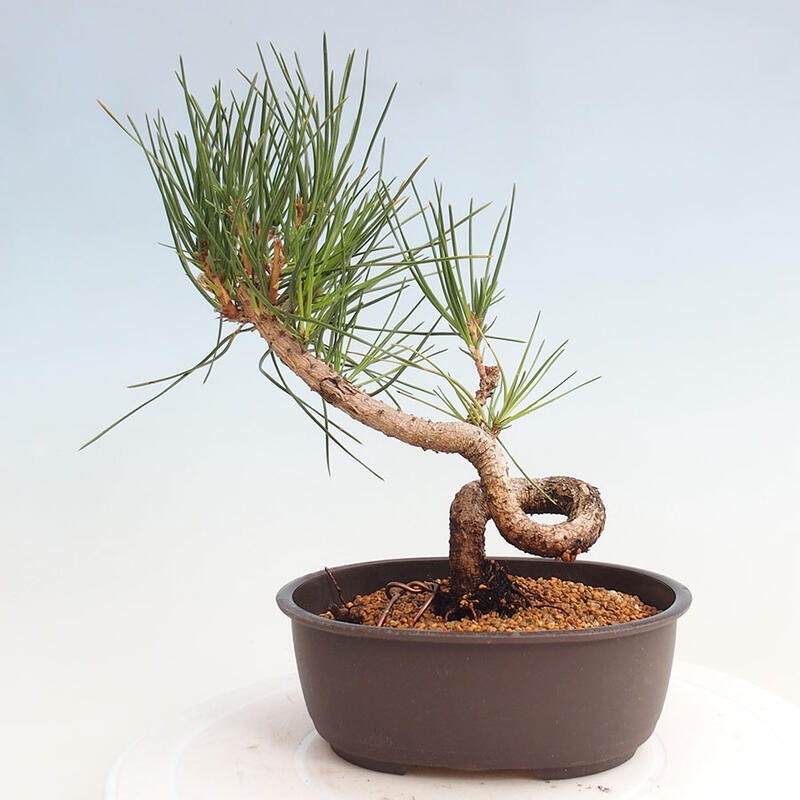 Outdoor bonsai - Pinus thunbergii - Thunbergia pine