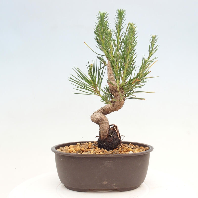 Outdoor bonsai - Pinus thunbergii - Thunbergia pine