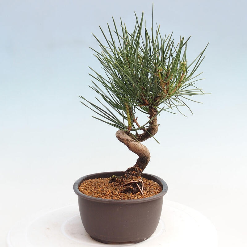 Outdoor bonsai - Pinus thunbergii - Thunbergia pine