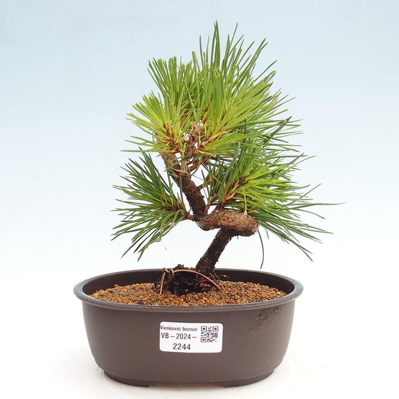 Outdoor bonsai - Pinus thunbergii - Thunbergia pine