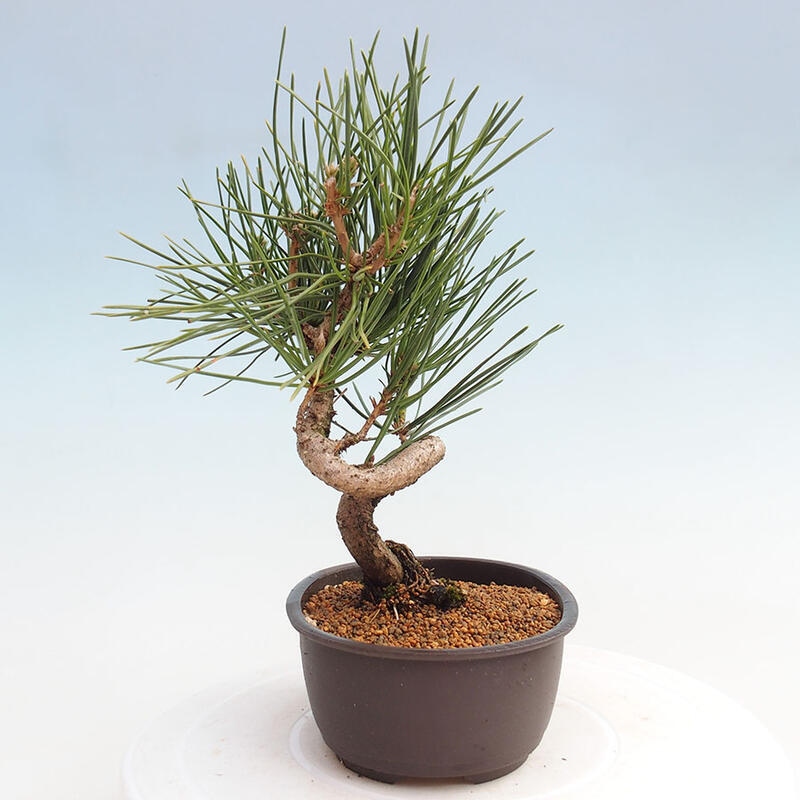 Outdoor bonsai - Pinus thunbergii - Thunbergia pine