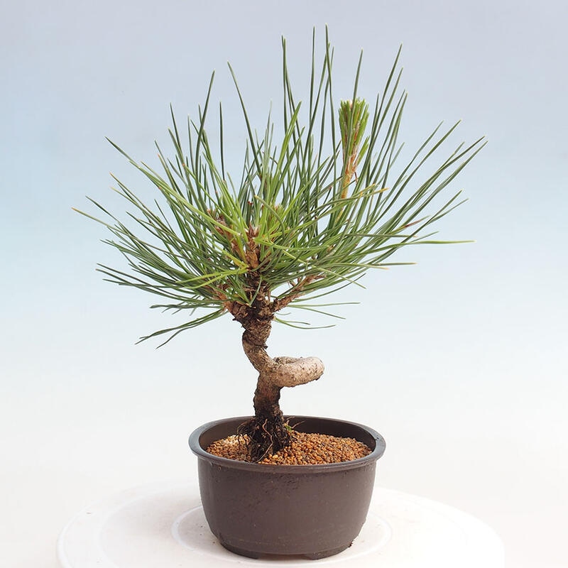 Outdoor bonsai - Pinus thunbergii - Thunbergia pine