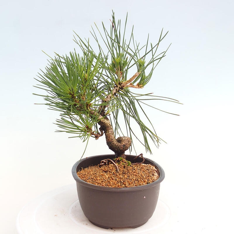 Outdoor bonsai - Pinus thunbergii - Thunbergia pine