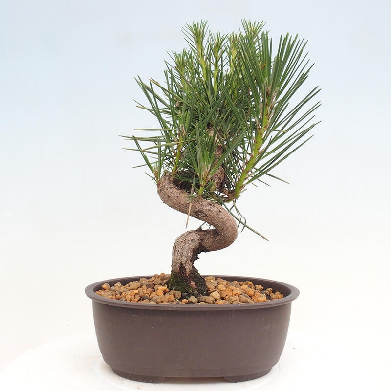 Outdoor bonsai - Pinus thunbergii - Thunbergia pine