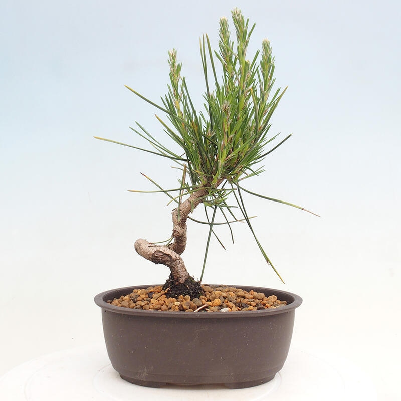 Outdoor bonsai - Pinus thunbergii - Thunbergia pine