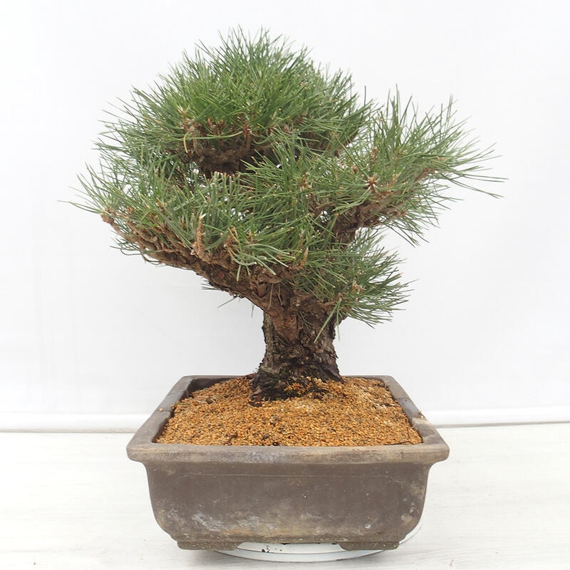 Outdoor bonsai - Pinus thunbergii - Thunberg pine