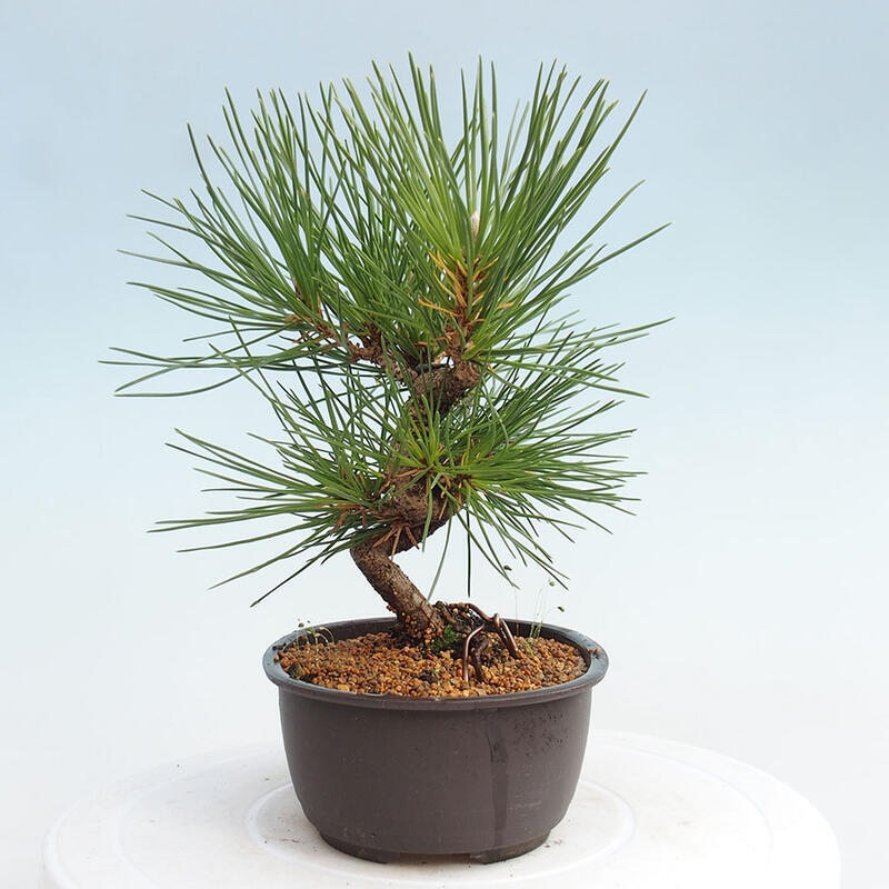 Outdoor bonsai - Pinus thunbergii - Thunbergia pine