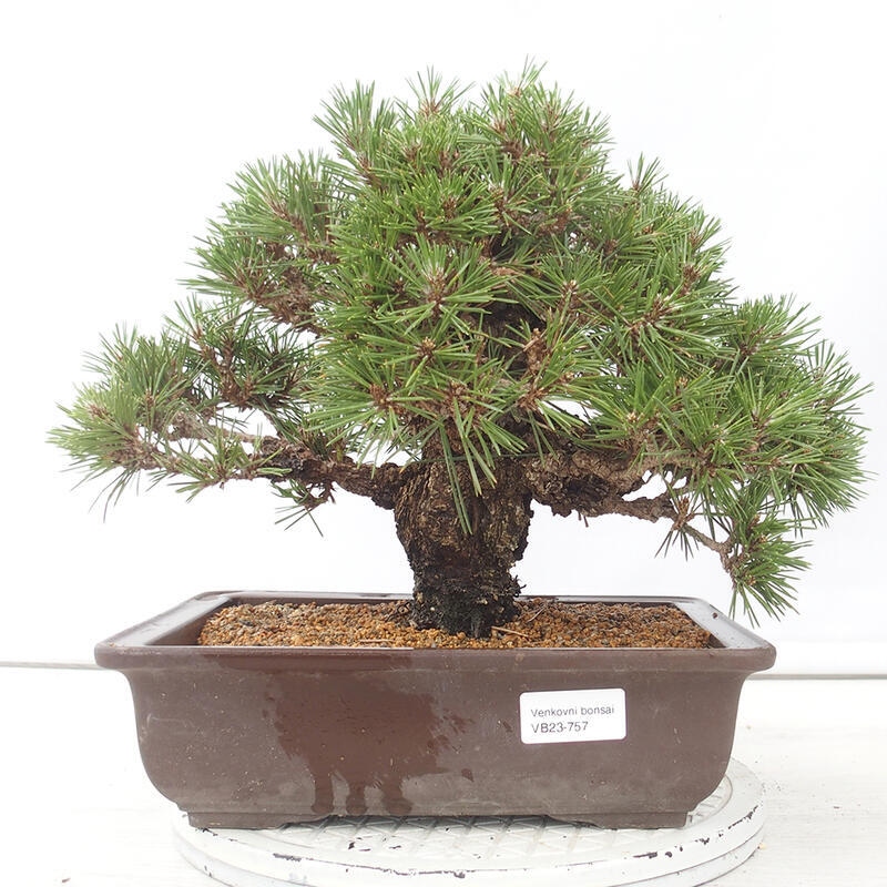 Outdoor bonsai - Pinus thunbergii - Thunberg pine