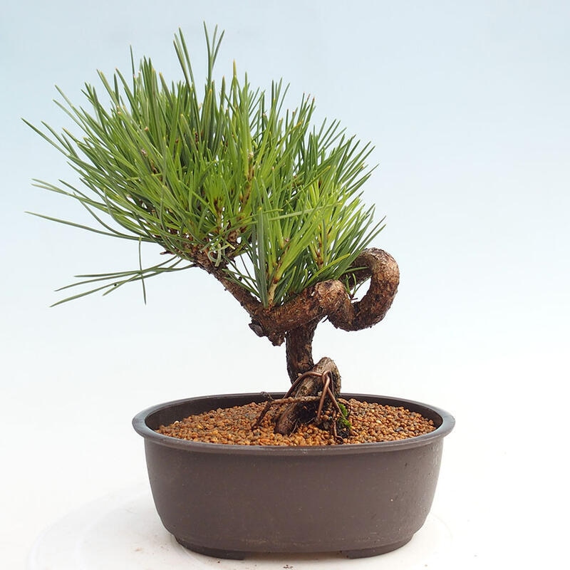 Outdoor bonsai - Pinus thunbergii - Thunbergia pine