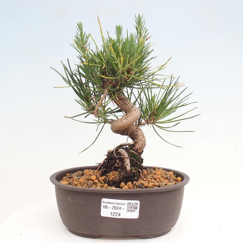 Outdoor bonsai - Pinus thunbergii - Thunbergia pine