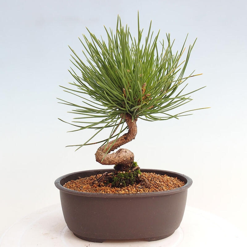 Outdoor bonsai - Pinus thunbergii - Thunbergia pine