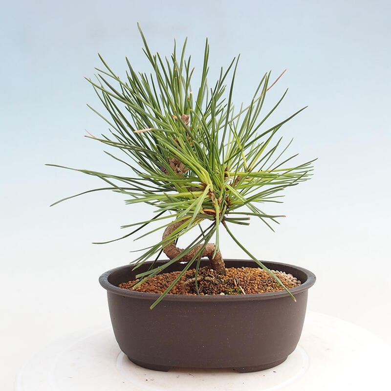 Outdoor bonsai - Pinus thunbergii - Thunbergia pine