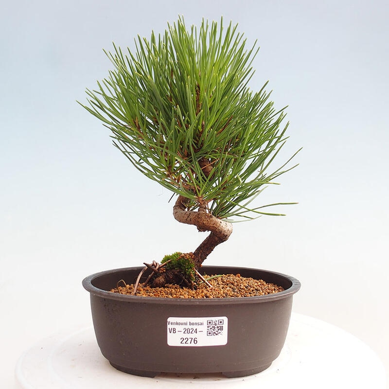 Outdoor bonsai - Pinus thunbergii - Thunbergia pine