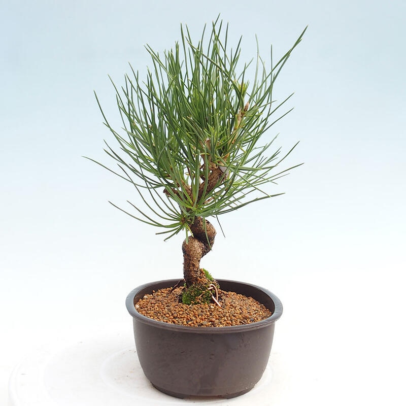 Outdoor bonsai - Pinus thunbergii - Thunbergia pine