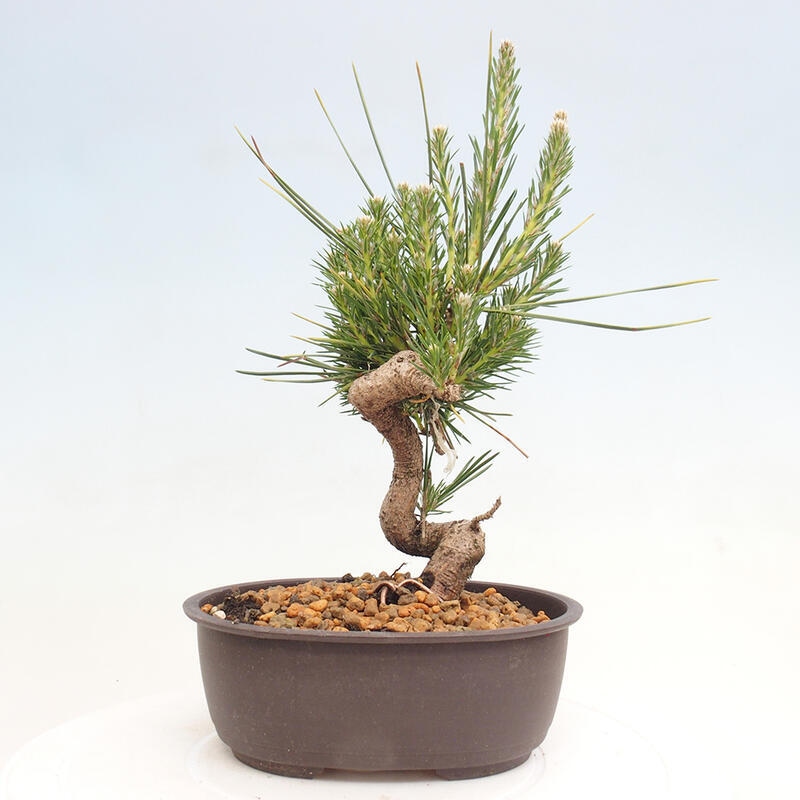 Outdoor bonsai - Pinus thunbergii - Thunbergia pine