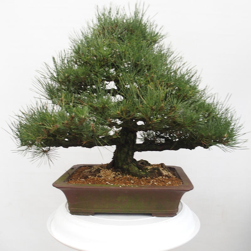 Outdoor bonsai - Pinus thunbergii - Thunberg pine