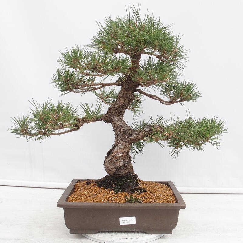 Outdoor bonsai - Pinus thunbergii - Thunberg pine