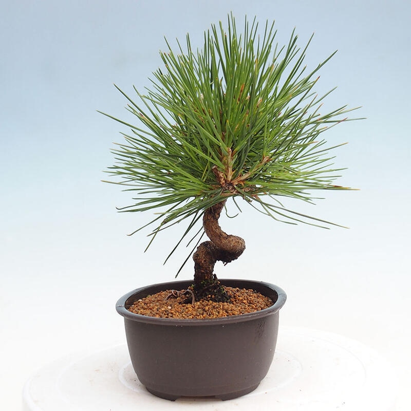 Outdoor bonsai - Pinus thunbergii - Thunbergia pine