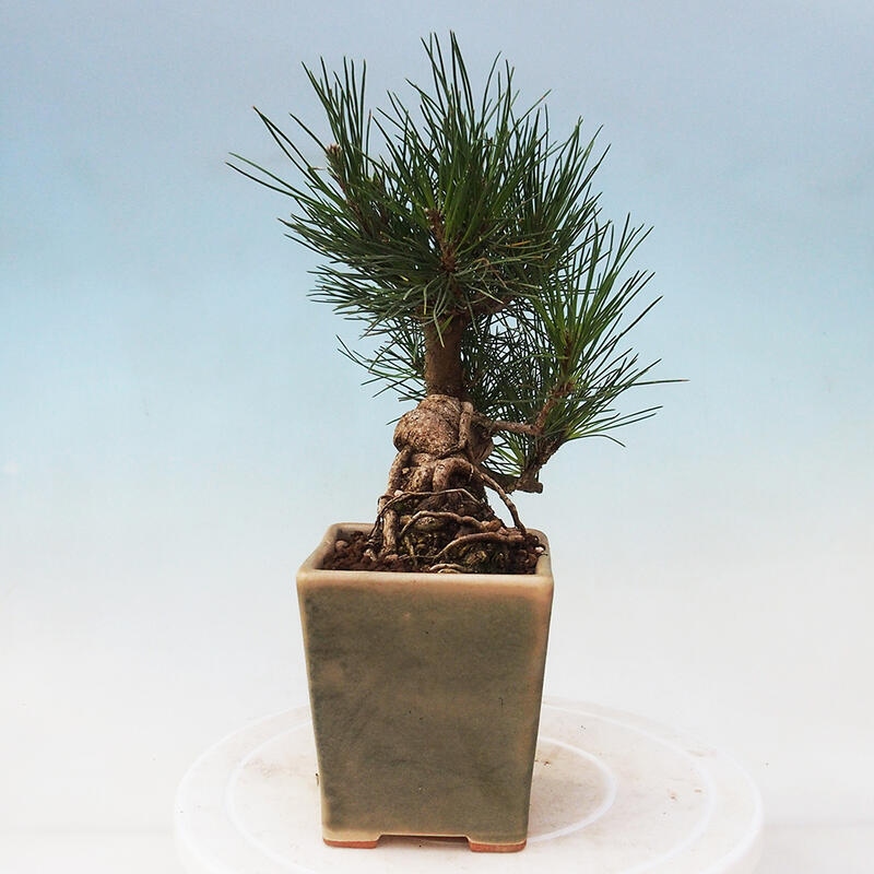 Outdoor bonsai - Pinus thunbergii - Thunbergia pine