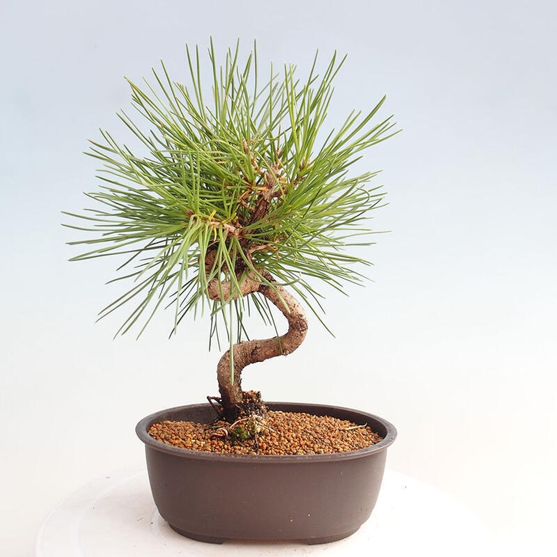 Outdoor bonsai - Pinus thunbergii - Thunbergia pine