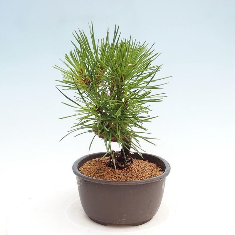 Outdoor bonsai - Pinus thunbergii - Thunbergia pine