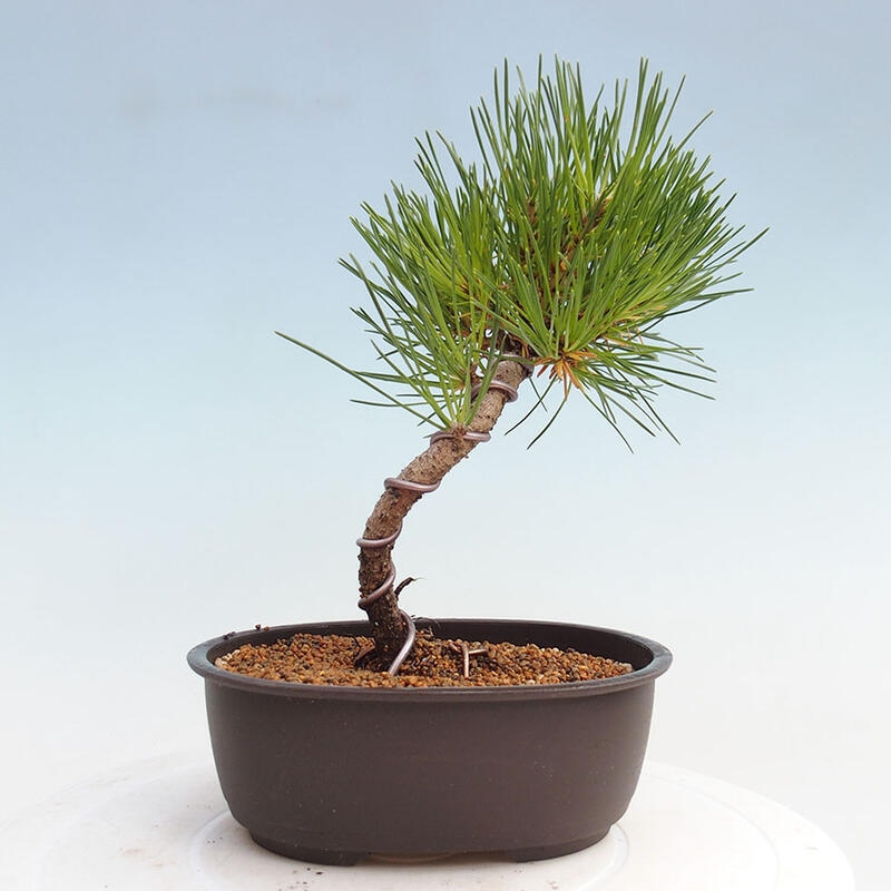 Outdoor bonsai - Pinus thunbergii - Thunbergia pine