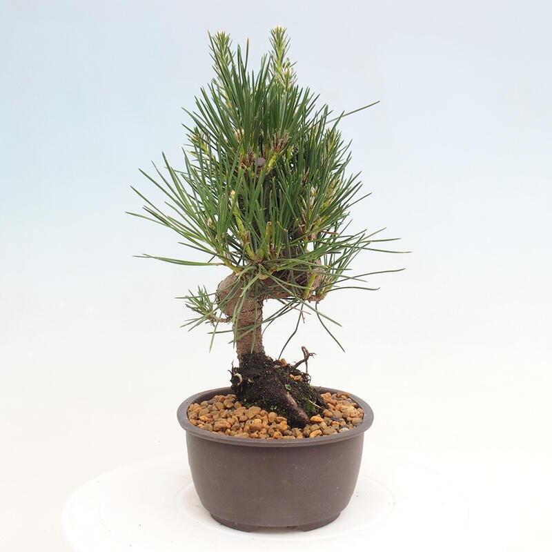 Outdoor bonsai - Pinus thunbergii - Thunbergia pine