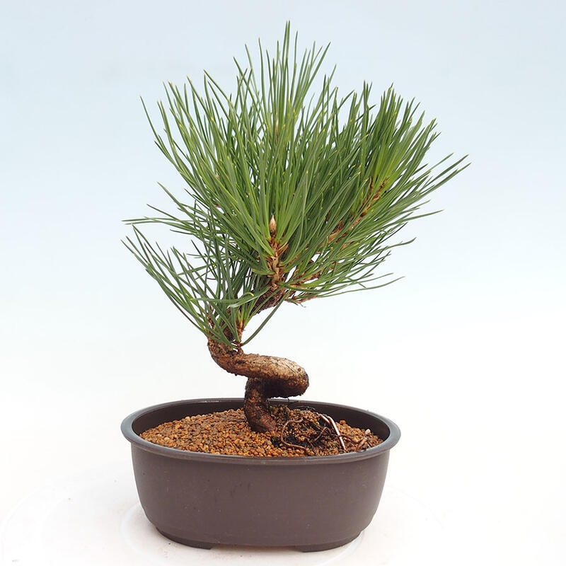 Outdoor bonsai - Pinus thunbergii - Thunbergia pine