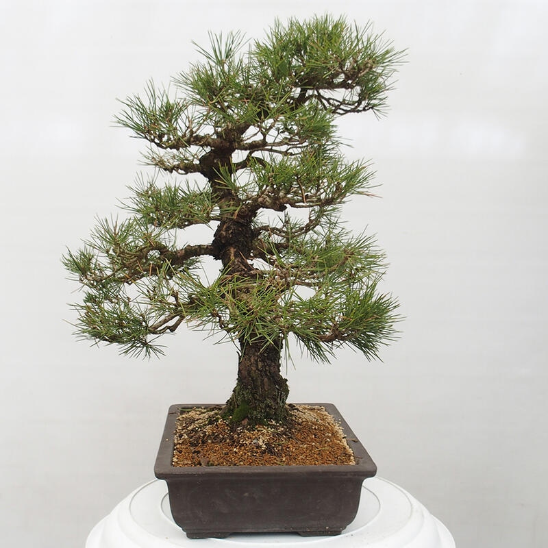 Outdoor bonsai - Pinus thunbergii - Thunberg pine