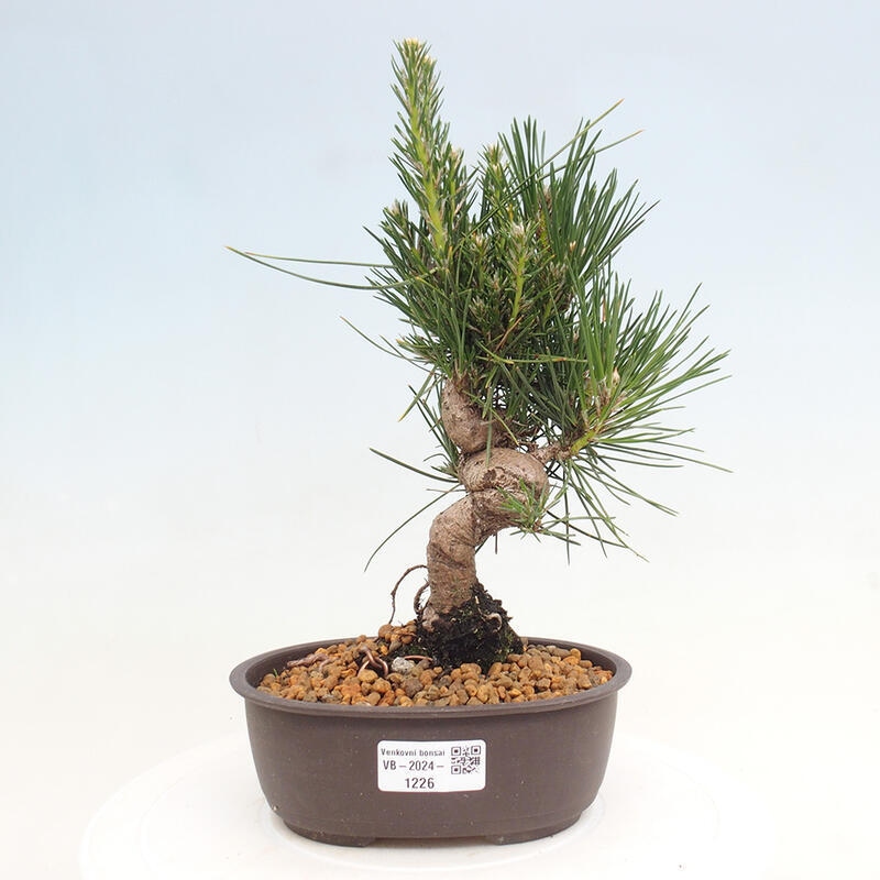 Outdoor bonsai - Pinus thunbergii - Thunbergia pine