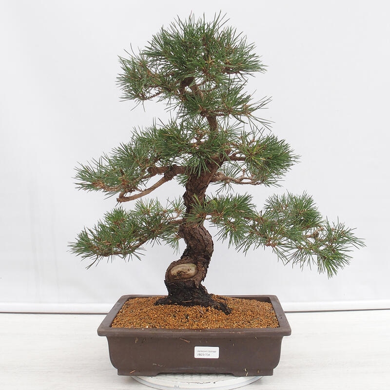 Outdoor bonsai - Pinus thunbergii - Thunberg pine