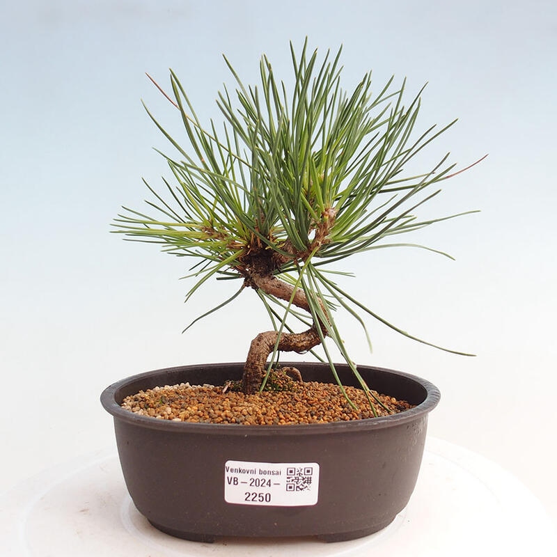 Outdoor bonsai - Pinus thunbergii - Thunbergia pine