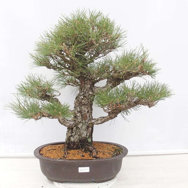 Outdoor bonsai - Pinus thunbergii - Thunberg pine