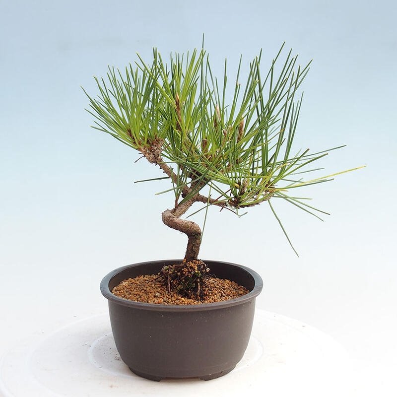 Outdoor bonsai - Pinus thunbergii - Thunbergia pine