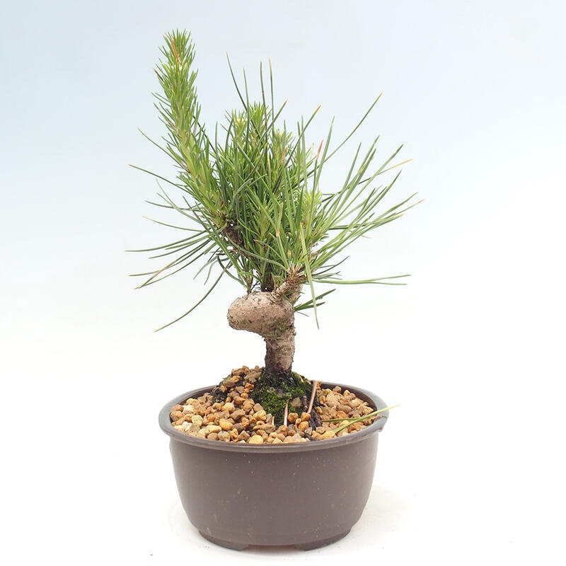 Outdoor bonsai - Pinus thunbergii - Thunbergia pine