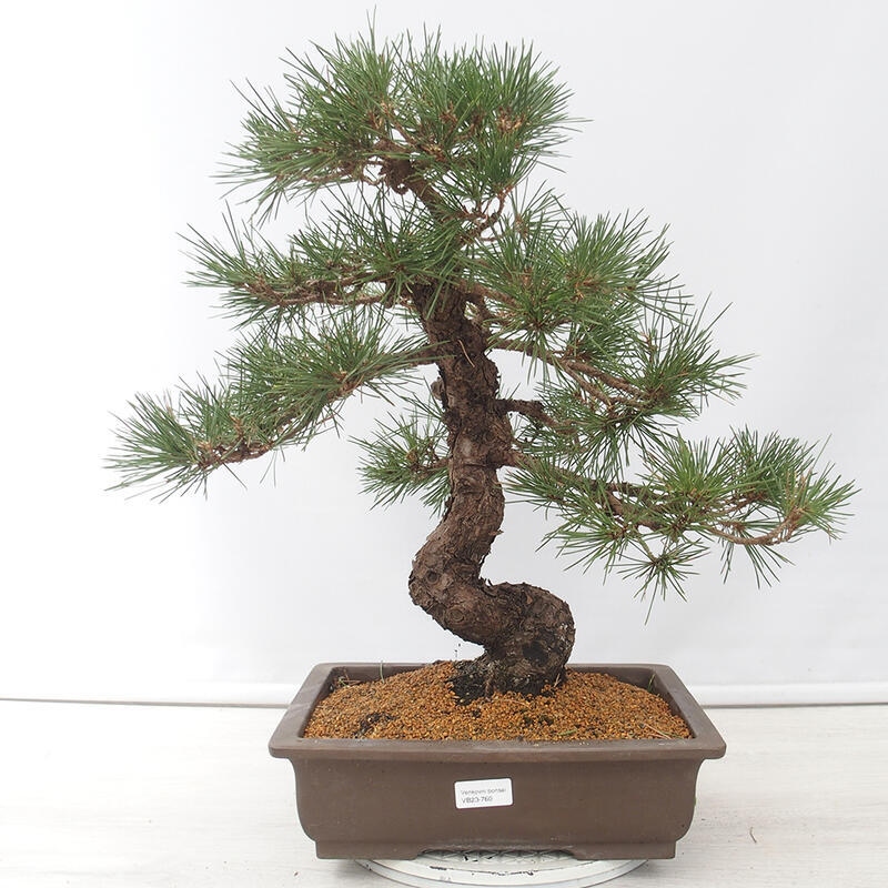 Outdoor bonsai - Pinus thunbergii - Thunberg pine