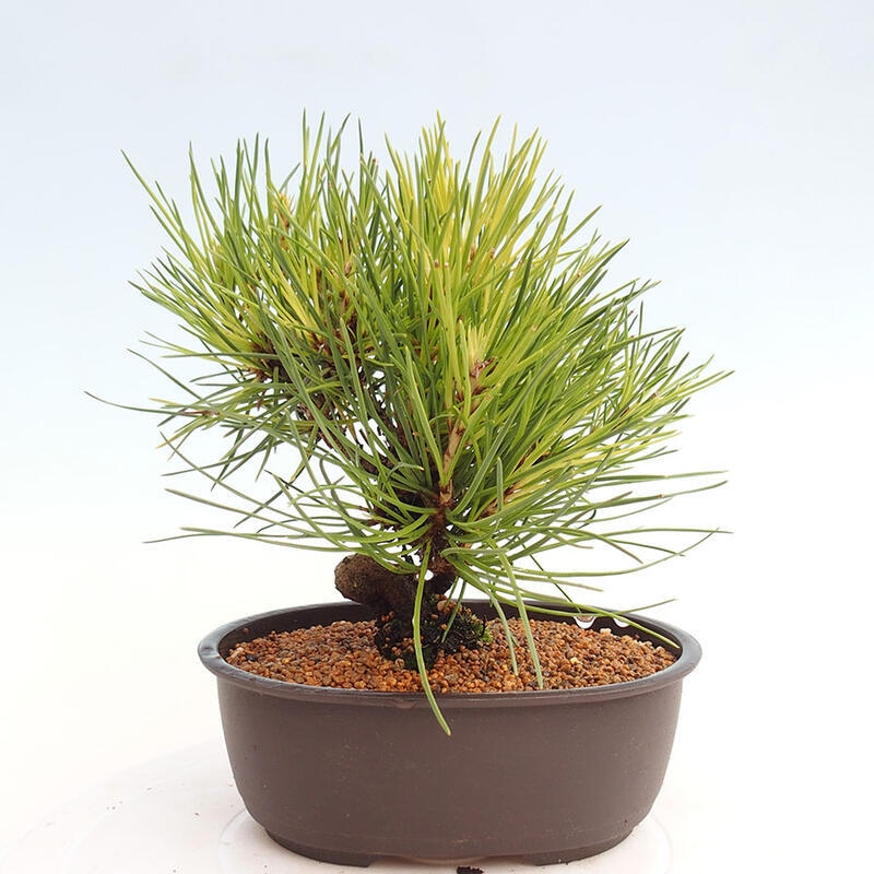 Outdoor bonsai - Pinus thunbergii - Thunbergia pine