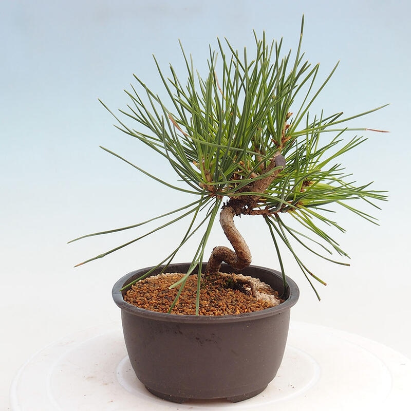 Outdoor bonsai - Pinus thunbergii - Thunbergia pine