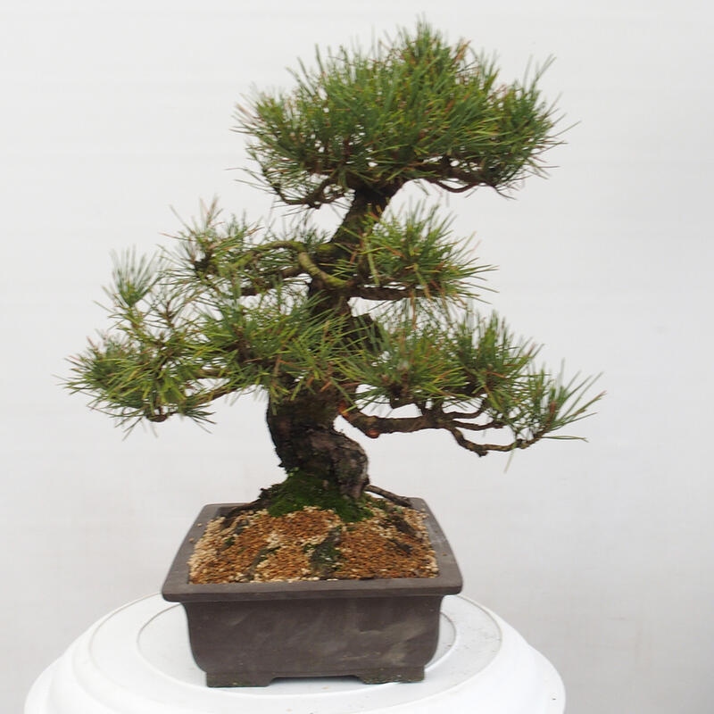 Outdoor bonsai - Pinus thunbergii - Thunberg pine