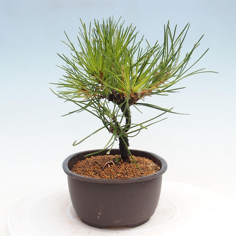 Outdoor bonsai - Pinus thunbergii - Thunbergia pine