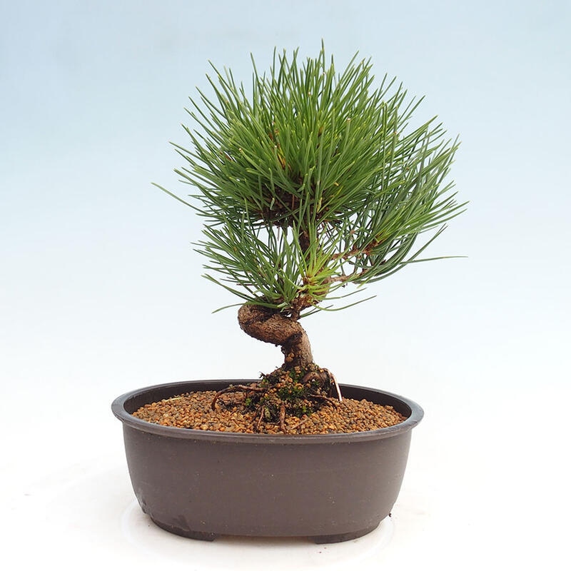 Outdoor bonsai - Pinus thunbergii - Thunbergia pine